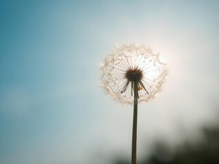 Fototapeta premium Delicate dandelion, backlit by sun rays, against an abstract blue , macro, wildflower, art