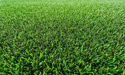 Fototapeta premium Field of green grass with a few blades of grass visible. The grass is tall and lush, giving the impression of a healthy and thriving environment