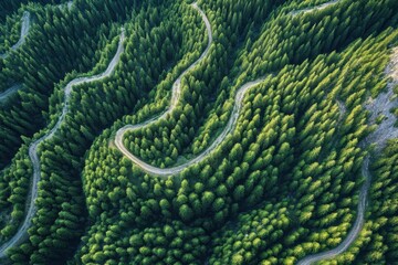 Winding forest road meanders through lush green pine trees in a mountainous region under bright sunlight