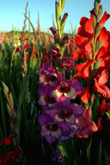 Red and pink gladiolus is a bulbous perennial belonging to the iris family Iridaceae.