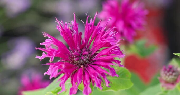 Vibrant monarda didyma blooming in garden