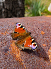 butterfly on leaf