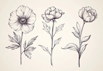 Hand drawn flowers vector illustration. Floral vintage
