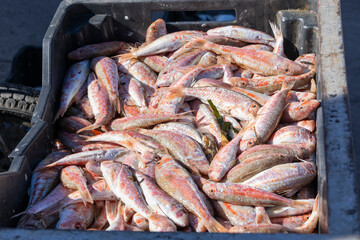 Djerba, Medenine, Tunisia. Fresh fish in a market at the Houmt Souk.