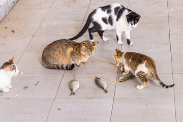 Djerba, Medenine, Tunisia. Cats eating fish in a market at the Houmt Souk.