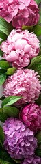Fototapeta premium A vibrant display of pink and purple peonies with lush green leaves, creating a fresh and cheerful atmosphere.