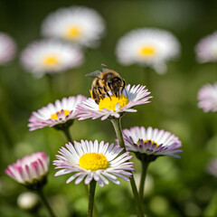 Obraz premium animals