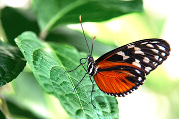 Butterfly in black, white, orange colours on a green leaf