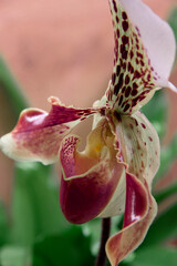 Orchid paphiopedilum