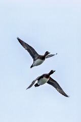 Fototapeta premium Eurasian Wigeon (Mareca penelope) at Bull Island, Dublin, common in wetlands and coastal regions