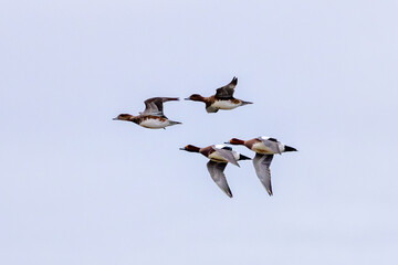 Eurasian Wigeon (Mareca penelope) at Bull Island, Dublin, common in wetlands and coastal regions
