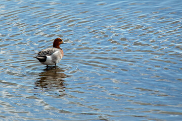 Eurasian Wigeon (Mareca penelope) at Bull Island, Dublin, common in wetlands and coastal regions