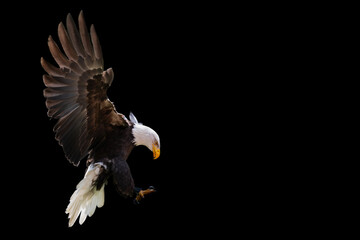 A landing bald eagle  on a black background