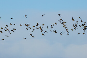 European Golden Plover (Pluvialis apricaria) at Turvey Nature Reserve, Dublin, common in open grasslands