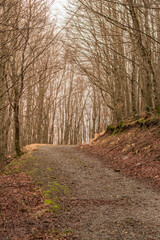 Il bosco spoglio in montagna