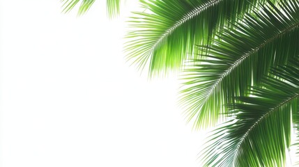 Green coconut palm leaves isolated on white, set
