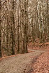 Naklejka premium Il bosco spoglio in montagna