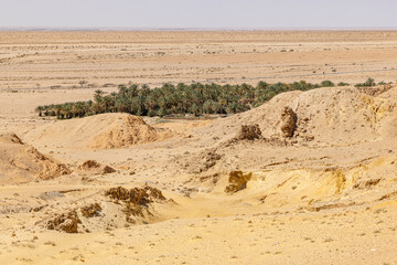 Tozeur, Tunisia. Palm trees in an oasis in the Sahara Desert.