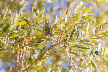 Tozeur, Tunisia. Olives on a tree.