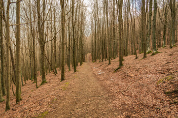 Il bosco spoglio in montagna