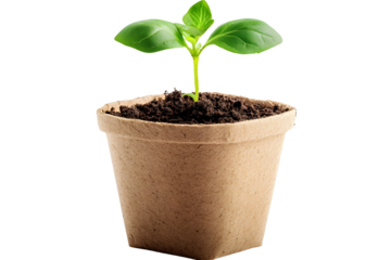 young plant in a pot, PNG transparent