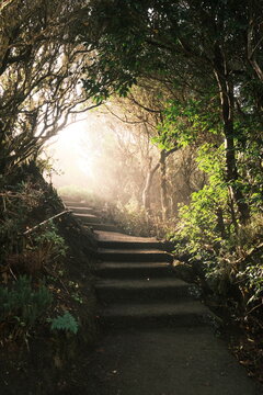 Misty Forest Trail in Anaga Rural Park, Tenerife, Canary Islands
