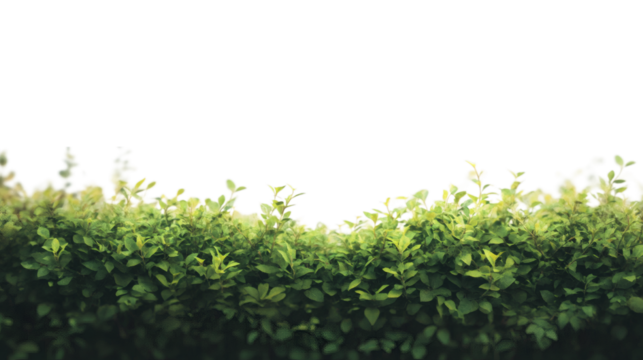 Blurred garden background isolated on white background