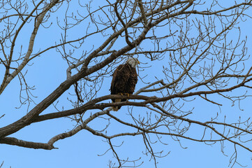 A Bald Eagle Perched in a Tree at Loess Bluffs National Wildlife Refuge, near Forest City, Missouri.