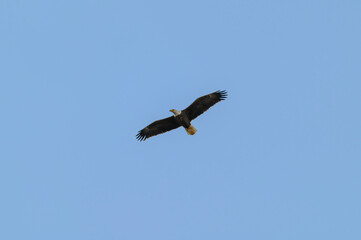 A Bald Eagle Flying at Loess Bluffs National Wildlife Refuge, near Forest City, Missouri.