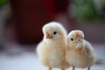 Baby chickens