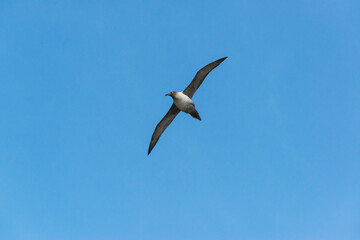 South Georgia Island. Light-mantled albatross in flight