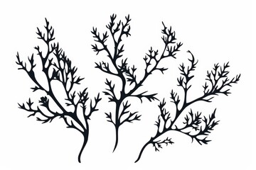 Serene silhouette of seaweed in minimalist color palette