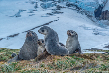 Obraz premium South Georgia Island. Family of Antarctic fur seals on tussock grass.