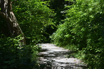 Obraz premium Shaded Forest Pathway Lined with Lush Green Foliage and Sunlit Highlights