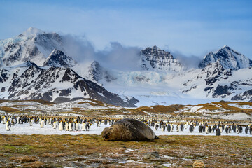 South Georgia Island. Colony of king penguins share the terrain with an elephant seal, St. Andrews...