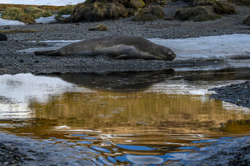 Fototapeta premium South Georgia Island. Elephant seal, reflection and golden light