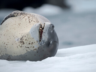 Leopard Seal (Hydrurga leptonyx) on ice floe in Port Lockroy at Wiencke Island, Antarctica. © Danita Delimont