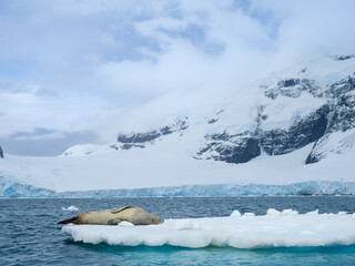 Leopard Seal (Hydrurga leptonyx) on ice floe in Port Lockroy at Wiencke Island, Antarctica. © Danita Delimont