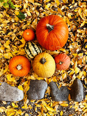 Pumpkins in the Leaves