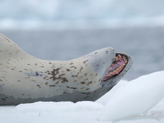 Leopard Seal (Hydrurga leptonyx) on ice floe in Port Lockroy at Wiencke Island, Antarctica. © Danita Delimont