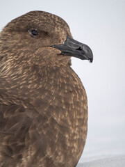 South Polar skua or MacCormick's skua pale morph, the great skua of Antarctica. Wiencke Island, Damoy Point.