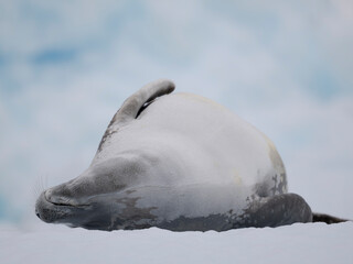 Crabeater Seal, resting on ice floe. Antarctica, Antarctic Peninsula, Detaille Island © Danita Delimont