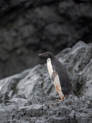 Adelie penguin, Antarctica, Antarctic Peninsula, Graham Land, Detaille Island