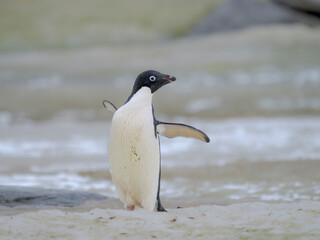 Obraz premium Adelie penguin, colored snow due to growth of ice algae. Antarctica, Antarctic Peninsula, Graham Land, Peterman Island