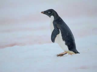 Fototapeta premium Adelie penguin, colored snow due to growth of ice algae. Antarctica, Antarctic Peninsula, Graham Land, Peterman Island