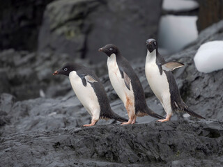 Naklejka premium Adelie penguin, Antarctica, Antarctic Peninsula, Graham Land, Detaille Island