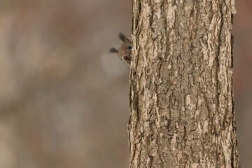 木の上のエゾリス