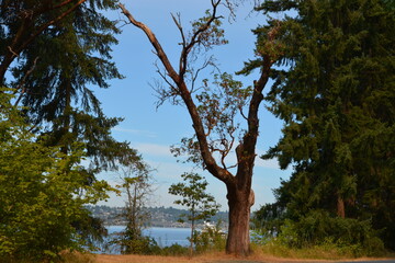 Majestic Bare-Branch Tree Framed by Dense Greenery and Overlooking a Serene Waterfront Scene