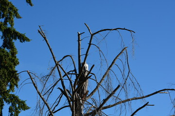 Silhouette of a Bare Tree with Sparse Branches against a Clear Blue Sky
