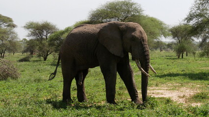 elephants in the savannah